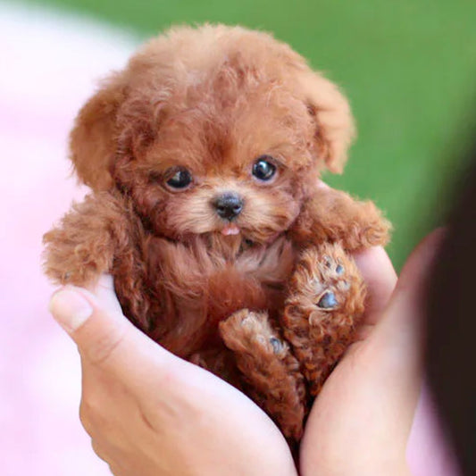Milo | Interactive Puppy Companion Toy