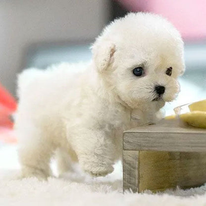Milo | Interactive Puppy Companion Toy