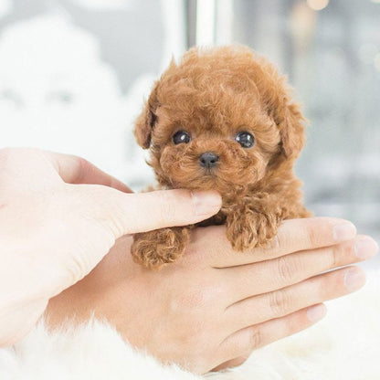 Milo | Interactive Puppy Companion Toy